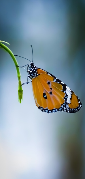 оранжевая бабочка на стебле, крупный план 