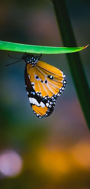 оранжевая бабочка сидит на листе 