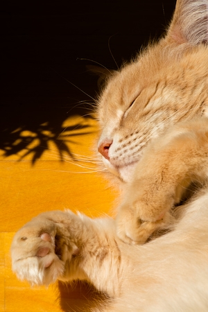 домашние животные, оранжевая полосатая кошка, животное, ленивый