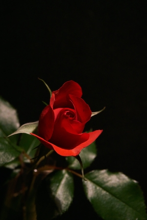Бутон красной розы на черном фоне, крупный план 