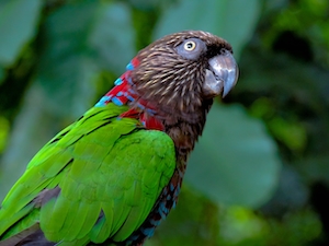 попугай с зелеными крыльями, крупный план 