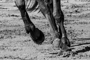 черно-белая фотография копыт бегущего коня 