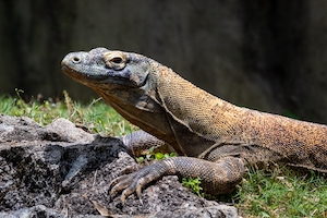 Дракон Комодо в зоопарке, коричневая рептилия в естественной среде обитания 