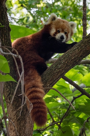 Красная панда высоко на дереве в зоопарке