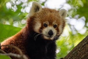 Портрет красной панды в зоопарке, крупный план 