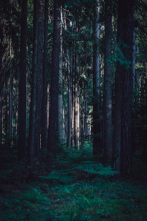 туманный лес изнутри, зеленый лес изнутри, стволы деревьев, мох, сосны, опавшие деревья, тропа в темном лесу 