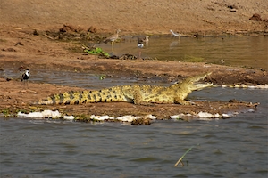 Нильский крокодил в национальном парке на песке у воды 
