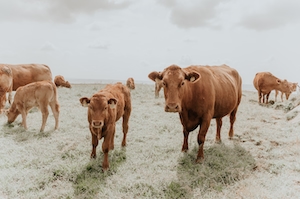 коричневые коровы на поле 