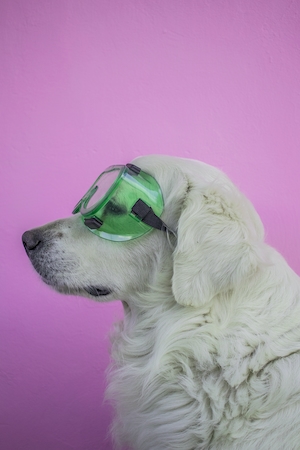 белая собака в зеленых очках на розовом фоне 