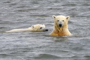 молодые белые медведи наслаждаются купанием