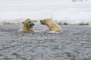 молодые белые медведи играют в море, северная Аляска