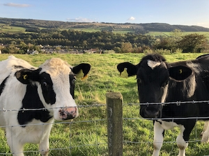 Две коровы в сельской местности за забором
