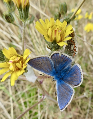 Обыкновенная голубая бабочка на фоне желтых цветов