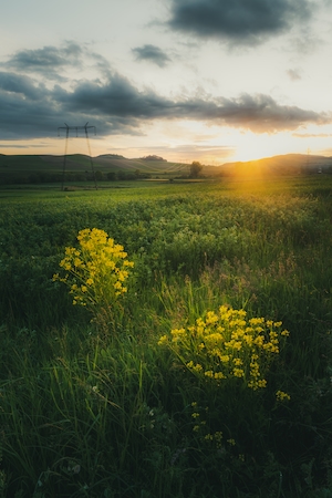 панорама сельской местности на закате, зеленые поля и деревья, два желтых цветущих растения 