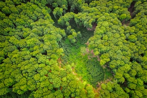 фото ярко-зеленого леса с высоты, поляна внутри леса: вид сверху 
