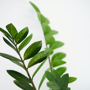 Замиокулькас, растение, зеленый, белый фон. Ветки зеленых растений, зеленые листья на ветках, зеленые листья крупным планом 