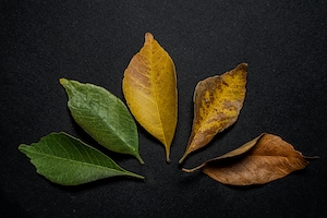 Осенняя листва, разноцветные листья, умирающие листья 