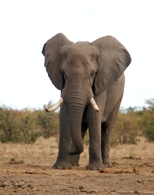 фото слона в полный рост на природе 