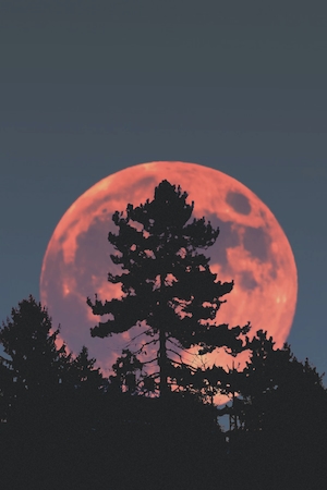 полная луна оранжевого цвета на небе с силуэтом из деревьев 