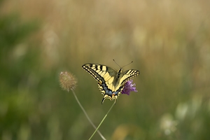 желтая бабочка с раскрытыми крыльями, крупный план 
