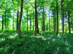 Лес, зеленый лес днем, тропинка в лесу 