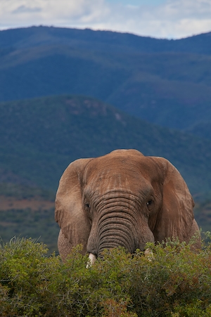 фото слона на фоне гор 