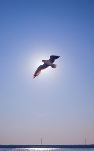 чайка в небе на фоне солнца 