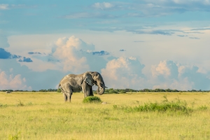 Слон на плоском зеленом поле 