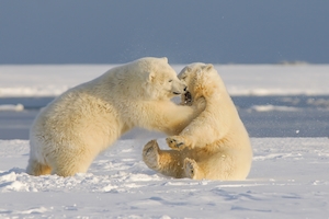 Молодые белые медведи, северная Аляска