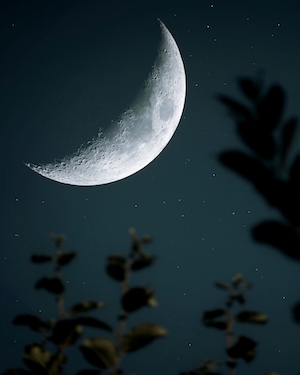 луна на небе в окружении верхушек деревьев ночью 