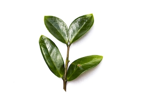 Ветка растения с зелеными листьями на нейтральном фоне 