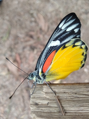 Бабочка со сломанным крылом, крупный план 