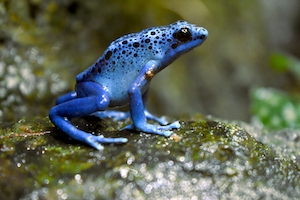 Ядовитая синяя лягушка