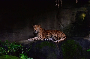леопард лежит на камне 