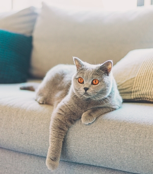 Британская короткошерстная кошка лежит на диване 