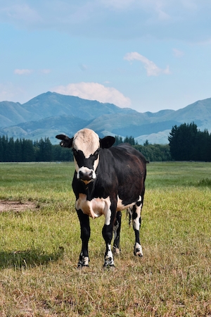 Корова в поле перед горным хребтом в Ханмер-Спрингс, Новая Зеландия.