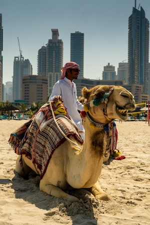 Верблюд и его владелец на пляже Джумейра, Дубия, ОАЭ.  