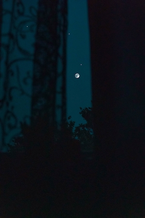 полная луна на темном небе, видимая сквозь лес 