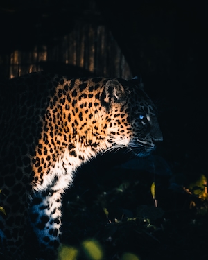 Леопард в тени 
