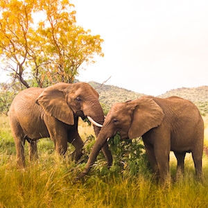 два слона стоят на траве 