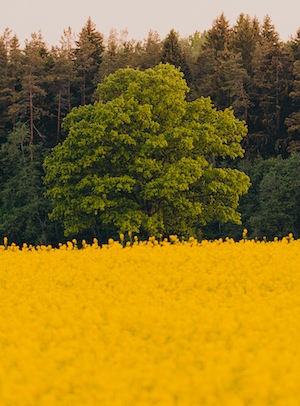 большое ярко-зеленое дерево на фоне хвойного леса, желтое цветущее поле днем 