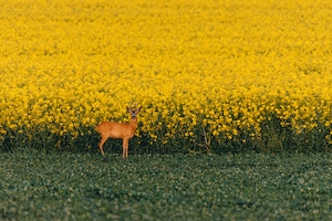 цветущее желтое поле днем, животное посреди поля 