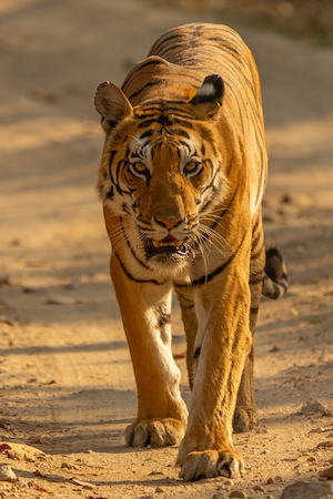 Тигр на дороге