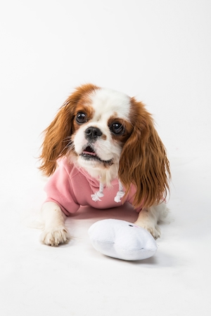 счастливый и милый пес Кинг Чарльз Кавалер в розовой толстовке с плюшевой игрушкой