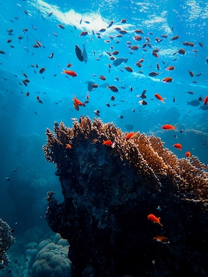коралловый риф с пестрыми рыбами вокруг 