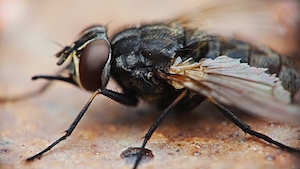 макрофотография мухи 