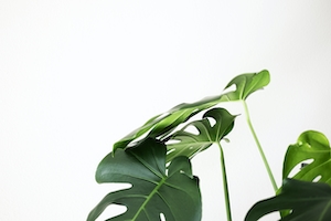Растение монстера на белой стене. Студийная фотосъемка листьев монстерры