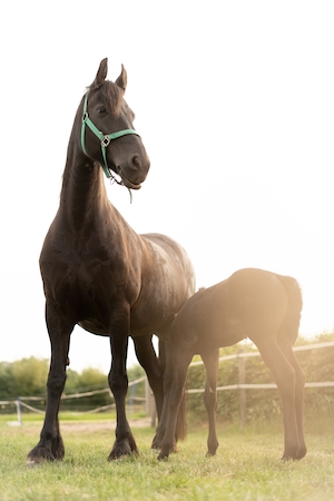 Гордая мама-лошадь со своим 2-недельным жеребенком, на фоне заката 