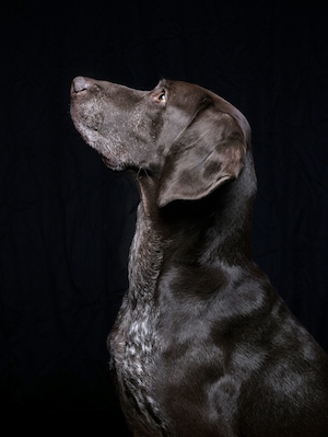 темно-коричневая собака на черном фоне, крупный план 