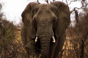 большой слон, фото спереди 